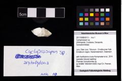 Foto (Objekt + Etikett) von Cycloprosopon sp.  (NHMW-GEO-2017-0089-0013)